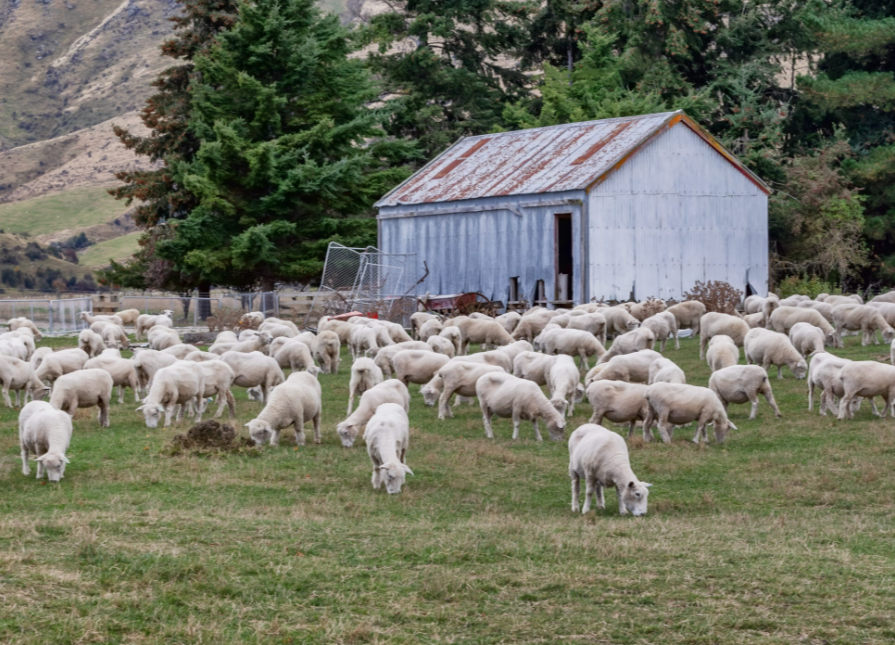 Paramount Mattress - The Joma Wool Kiwi Collection - Piha Luxury Firm